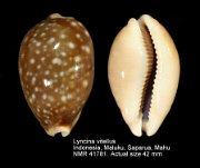 Lyncina vitellus (2)